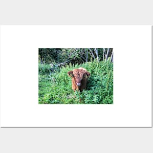 Scottish Highland Cattle Calf 1810 Posters and Art